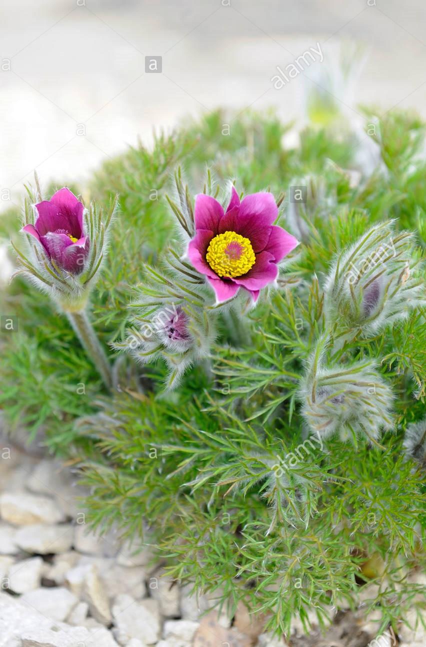 什么是龙胆 v2-0936e4585aaca9e471722c45a4c518ca_r.jpg