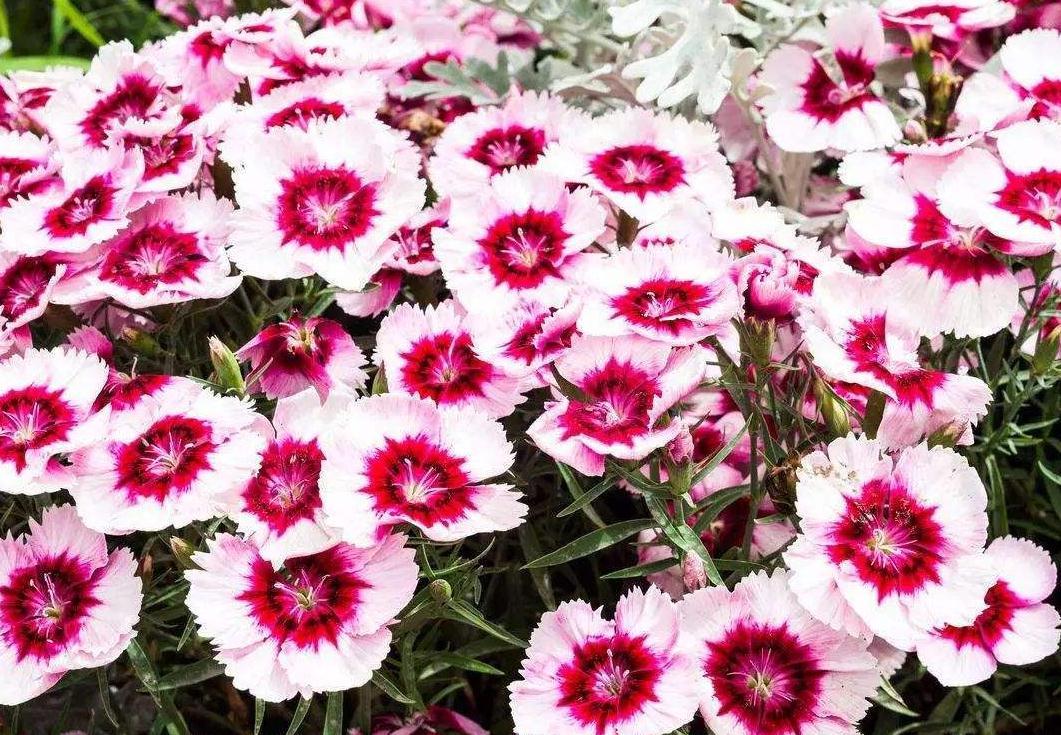 一波花卉:五彩石竹养护方法,简单易学