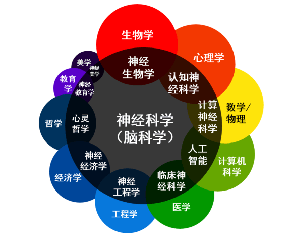 概述 神经科学 脑科学 研究什么 知乎