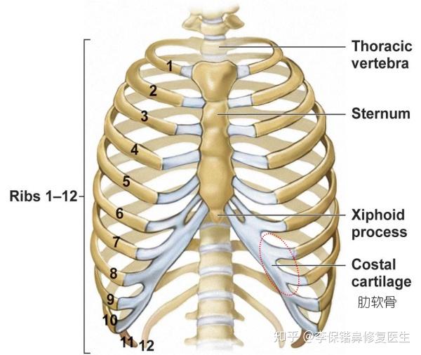 取肋軟骨到底疼不疼