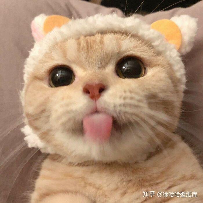 ins萌宠可爱猫咪头像集