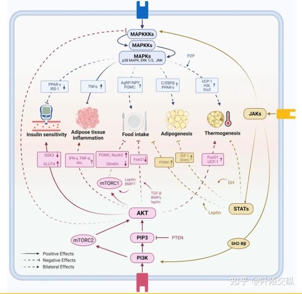 Signal Transduction and Targeted Therapy：从信号通路机制研究和解决肥胖 知乎