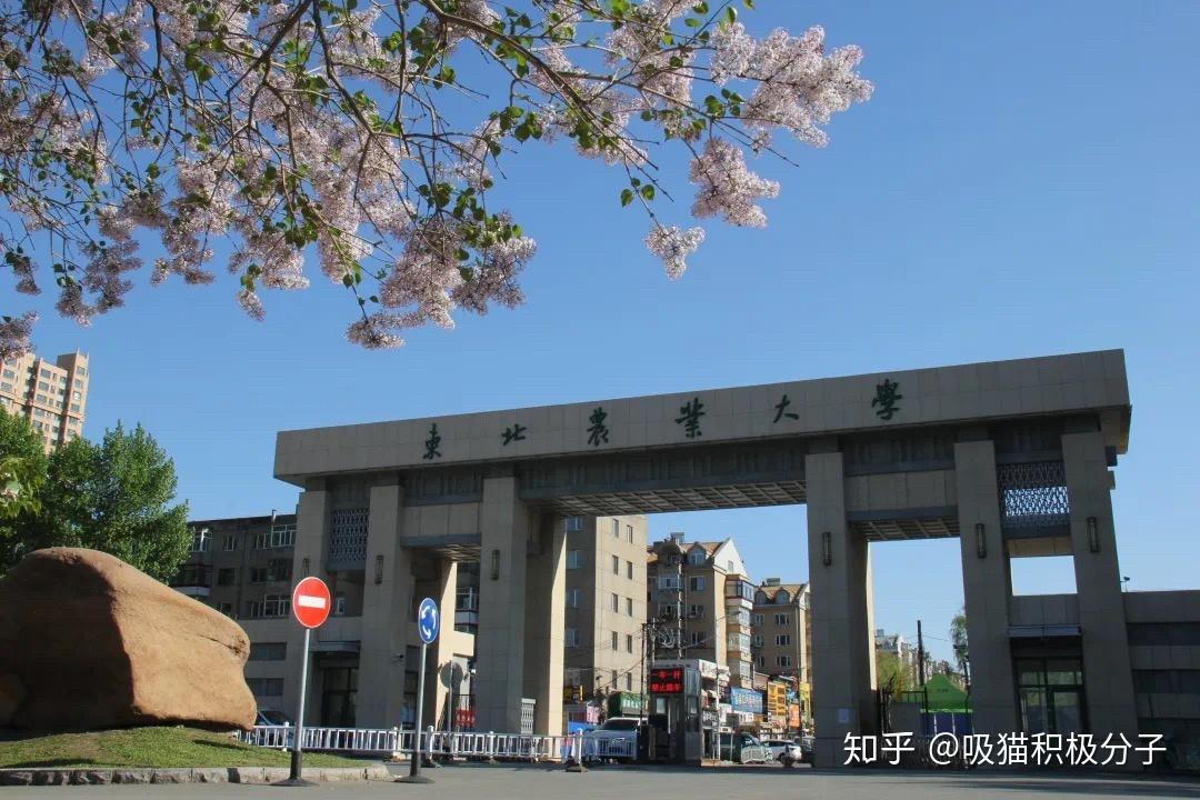 東北農業大學怎麼樣如何客觀評價東北農業大學