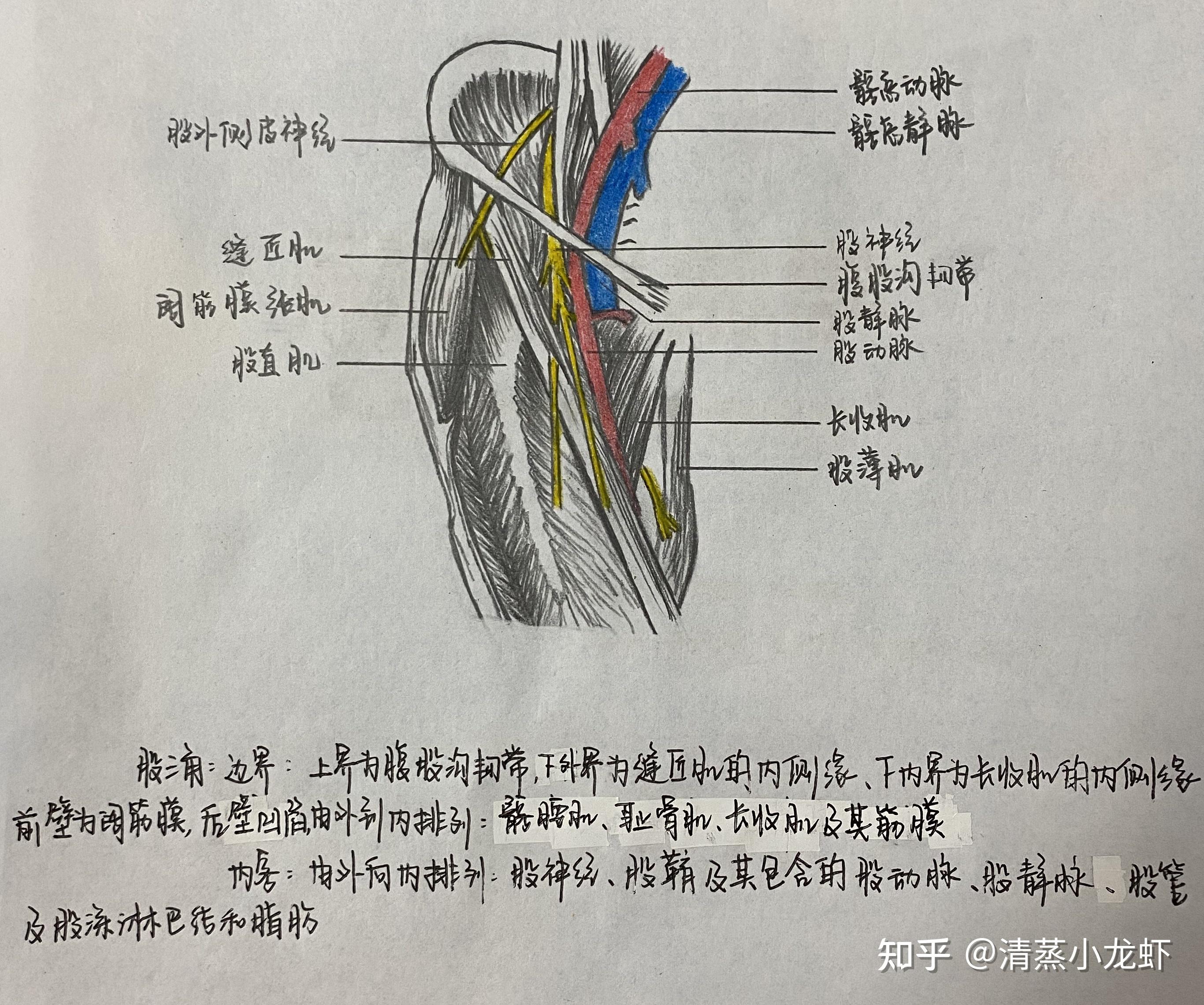 股三角解剖画图图片