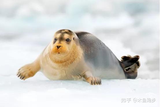 除了鲸鱼外,还有大量的海豹群落:环斑海豹ringed seals,髯海豹bearded