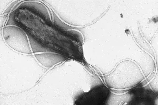 有哪些逆天的微生物? 4 v2 094e9d0e8912617bd6839f7b4028dead 720w