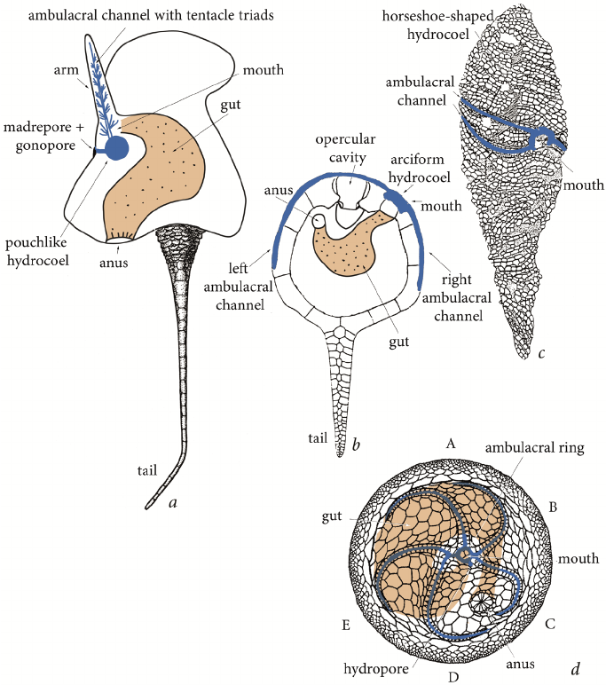 寒武纪早期几类棘皮动物的身体构造,步带环(蓝色)消化道(橙色) a