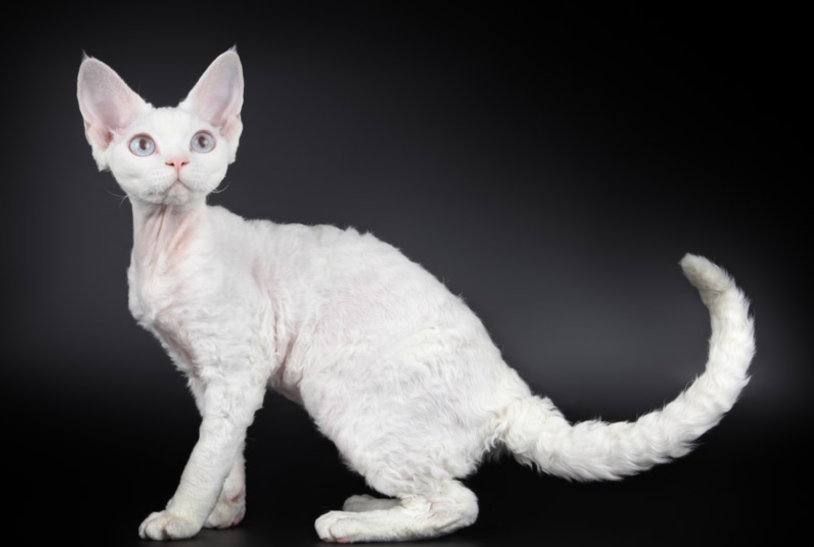 11月龄德文卷毛猫毛发稀少能看见皮肤,吃点什么促进它长毛呢? - 知乎