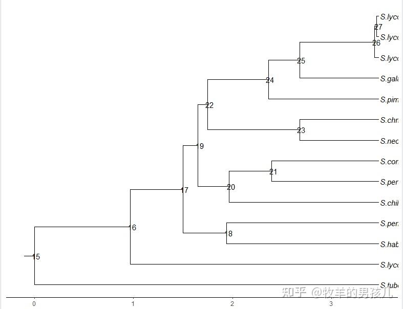 跟着Nature Genetics学作图:R语言ggtree画进化树展示不同种番茄的进化关系 - 知乎