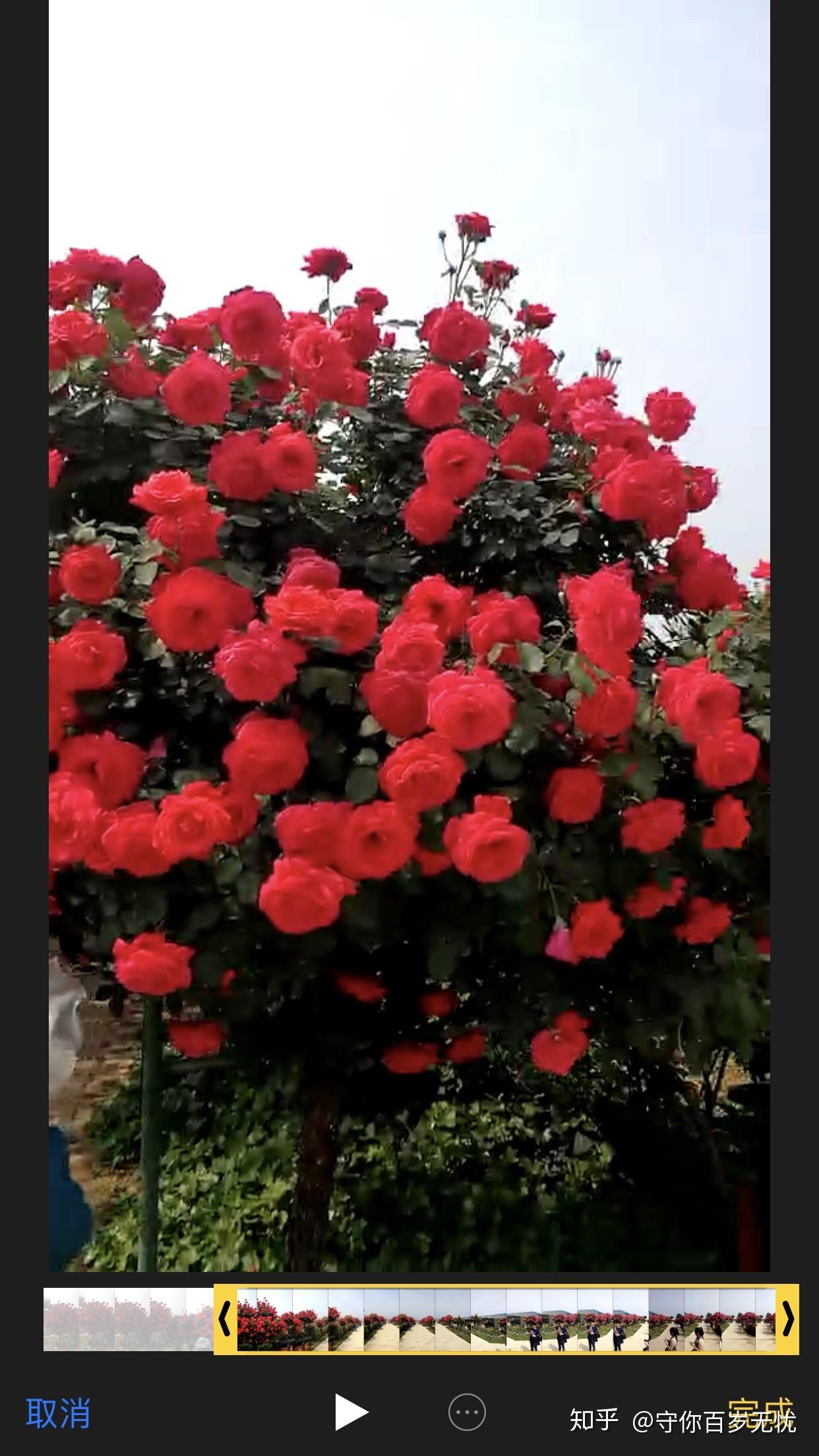 如何评价天狼(姜正之)推出的小型树月季棒棒糖