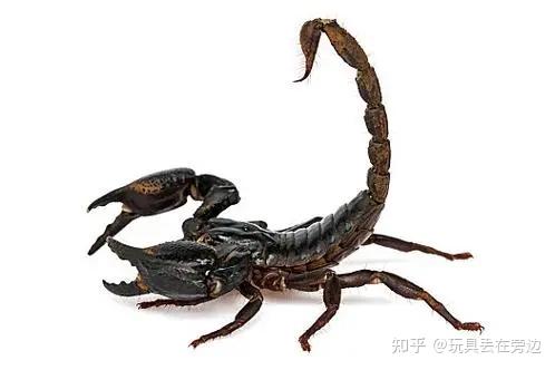 今日分享:蝎子和蜘蛛