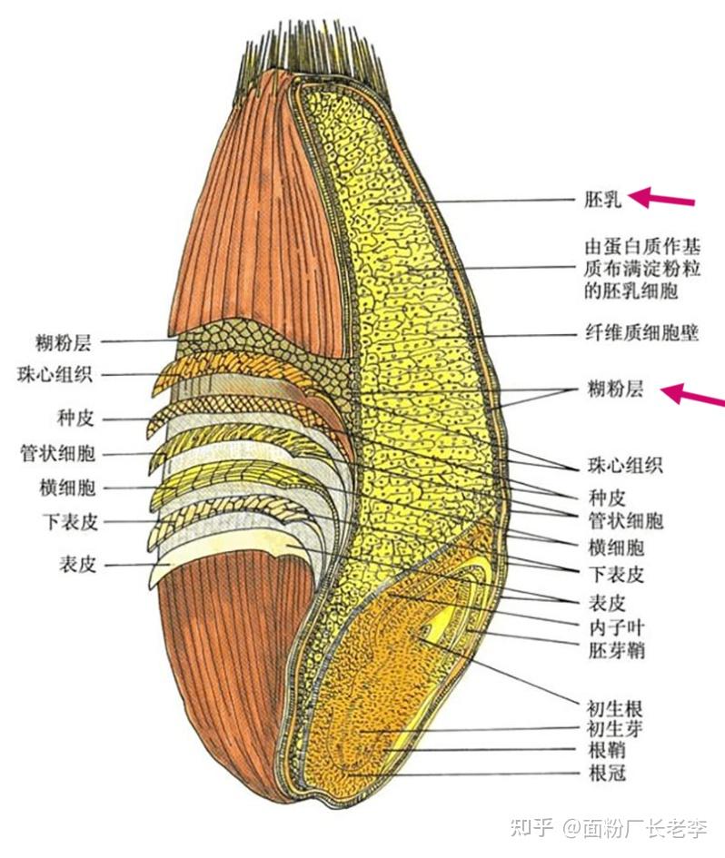 全麦面粉的那些事儿:全麦是最次的面粉?该如何挑选识别? - 知乎