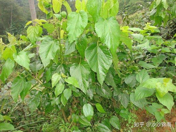 中药—桑叶 - 知乎