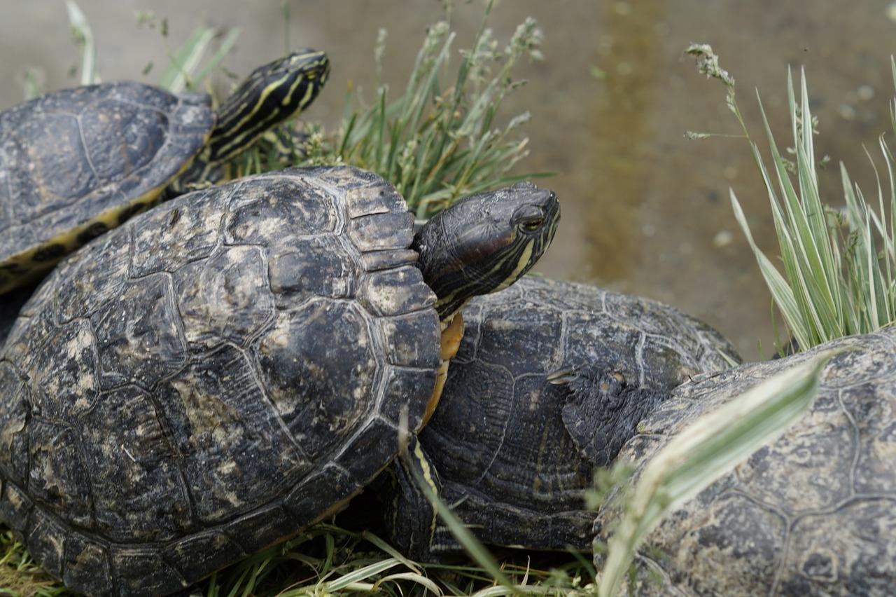 什么龟最好养又好看