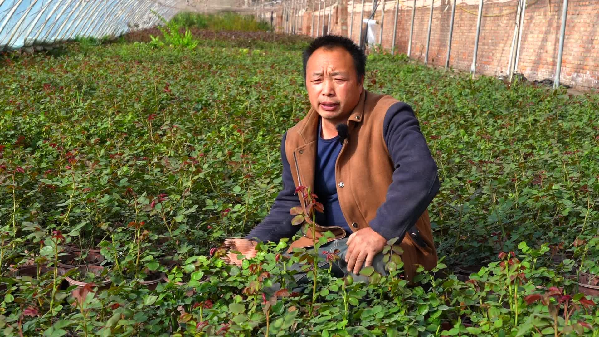 新疆温宿玫瑰种植为乡村振兴景上添花