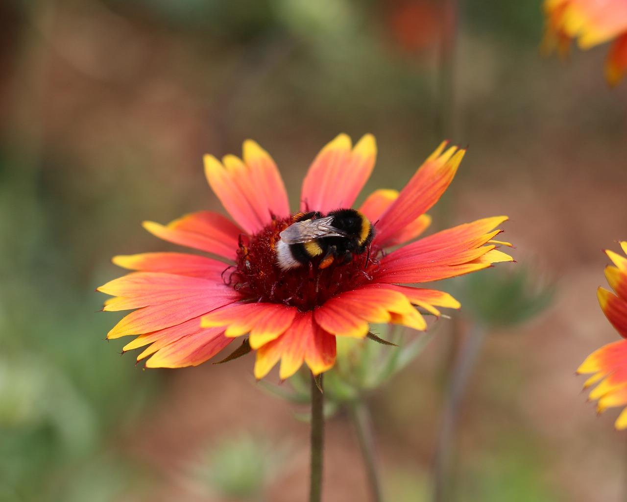 2. 天然羊毛绒毯