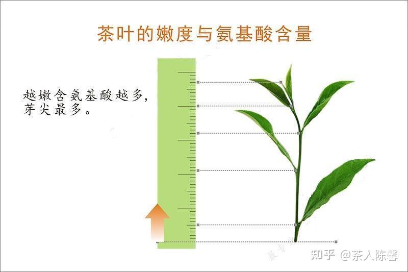 茶叶的鲜度从哪儿来的