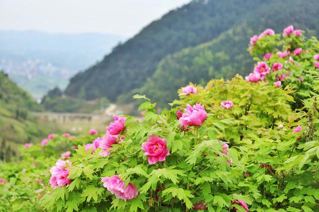 八月重慶遊玩推薦打卡牡丹之源墊江愷之峰旅遊區