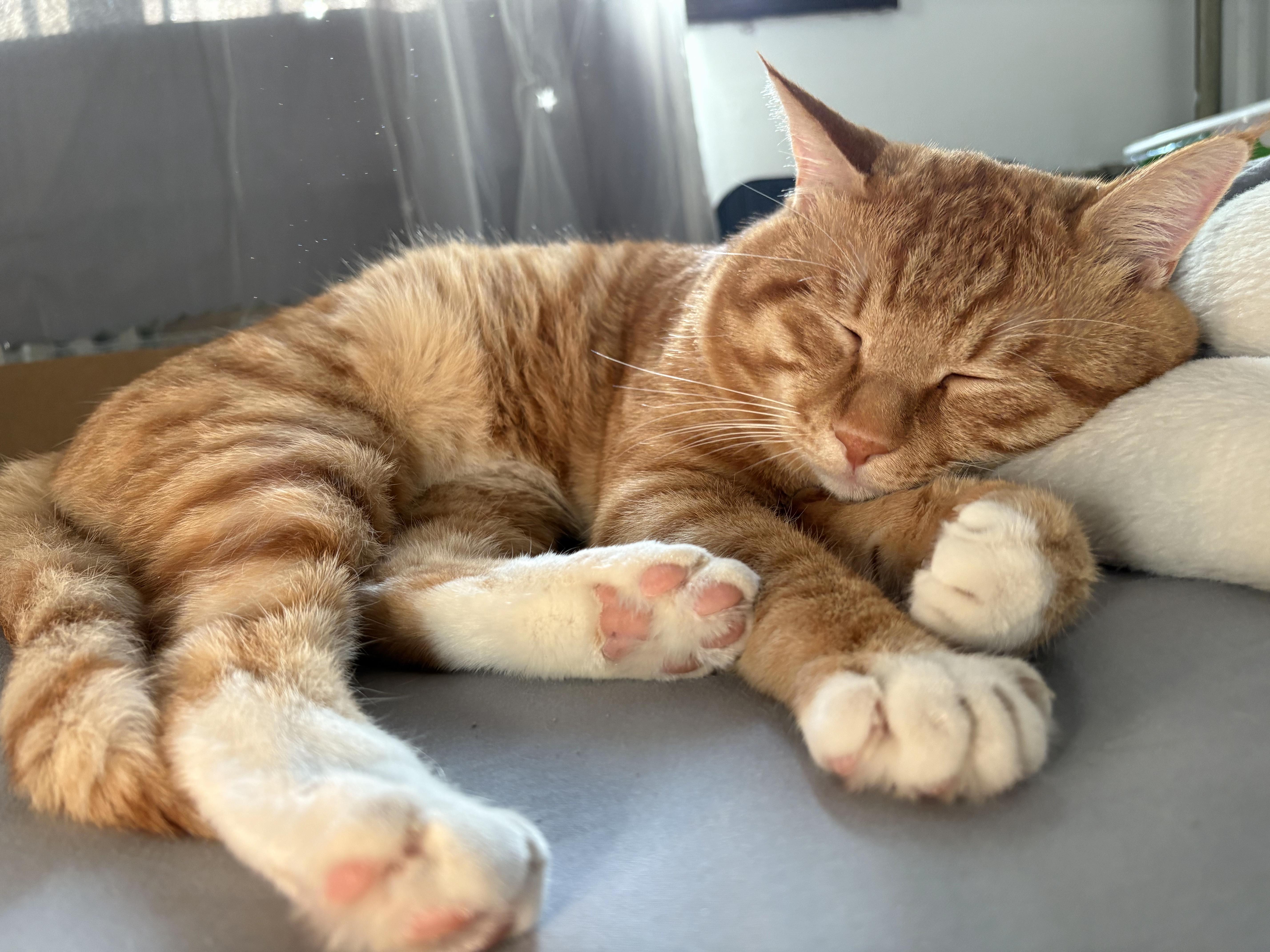 可以放一张猫猫睡懒觉的照片吗