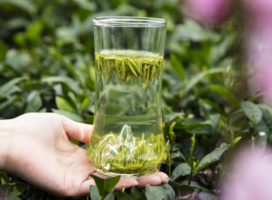 国茶中的经典竹叶青春茶你一定要喝