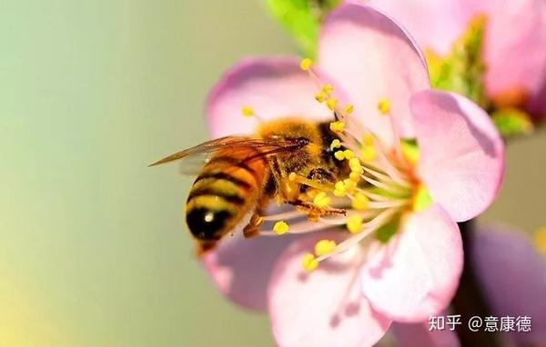 蜂蜜的前世今生《一》——蜂蜜是怎么来的 知乎