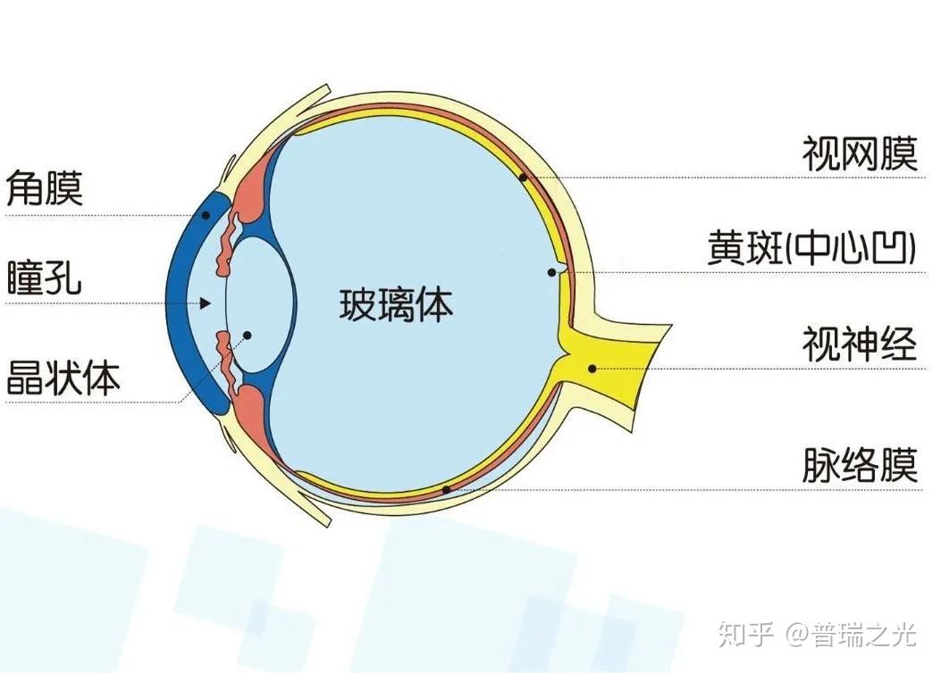 眼球前面的角膜,虹膜,晶体等定义为眼前节,后面的玻璃体,视网膜,脉络