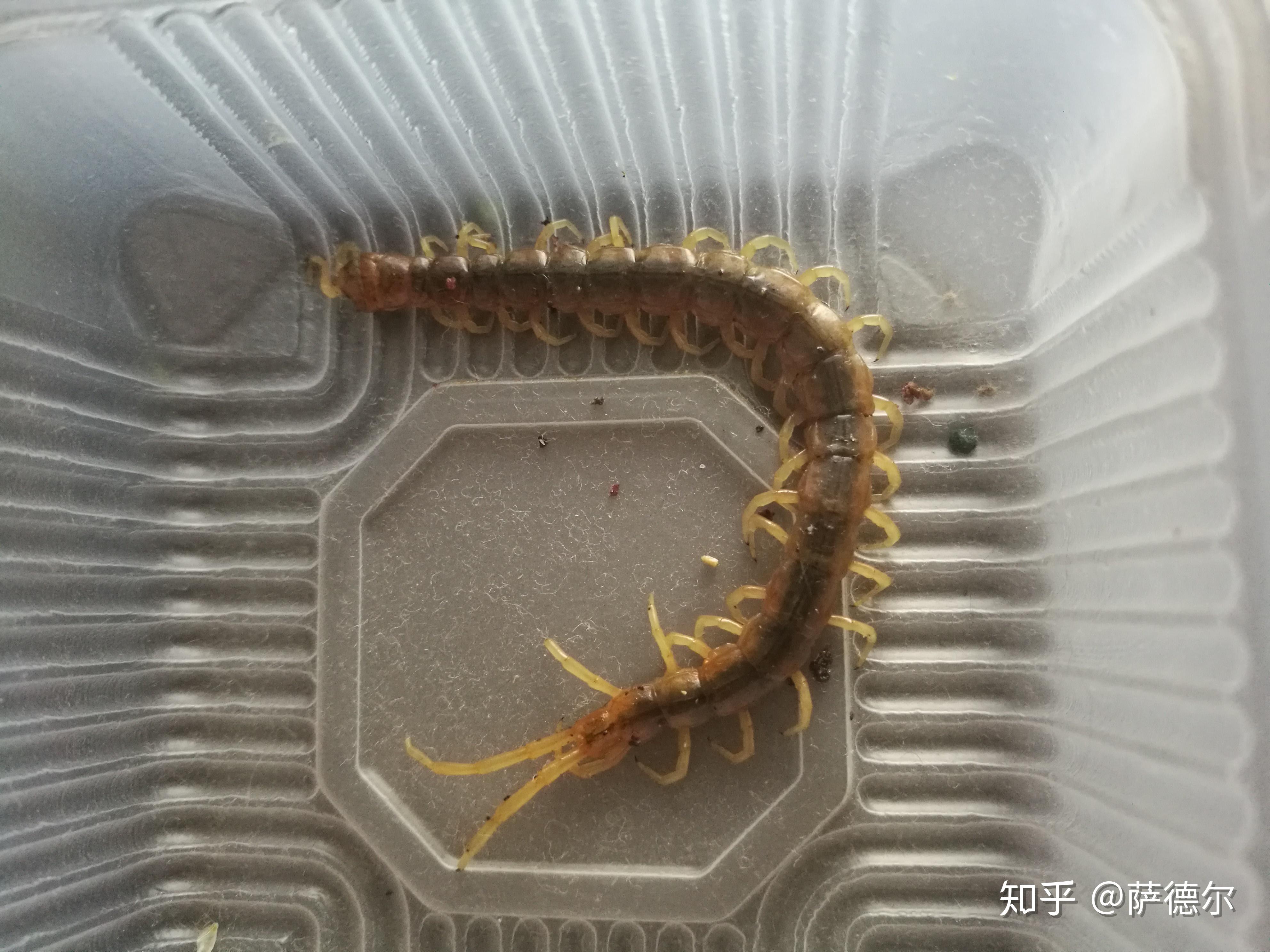 家里出现蜈蚣,是群居的吗?还会不会有了啊,怎么办啊 ?