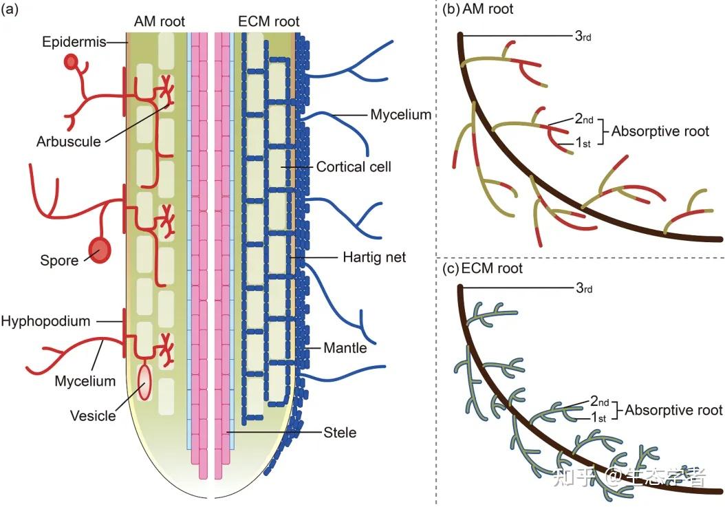 New Phytologist 中国科学院地理所：菌根共生途径塑造树木根经济空间 知乎 