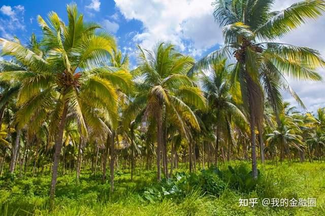 棕榈油产自(棕榈油产自蚂蚁)