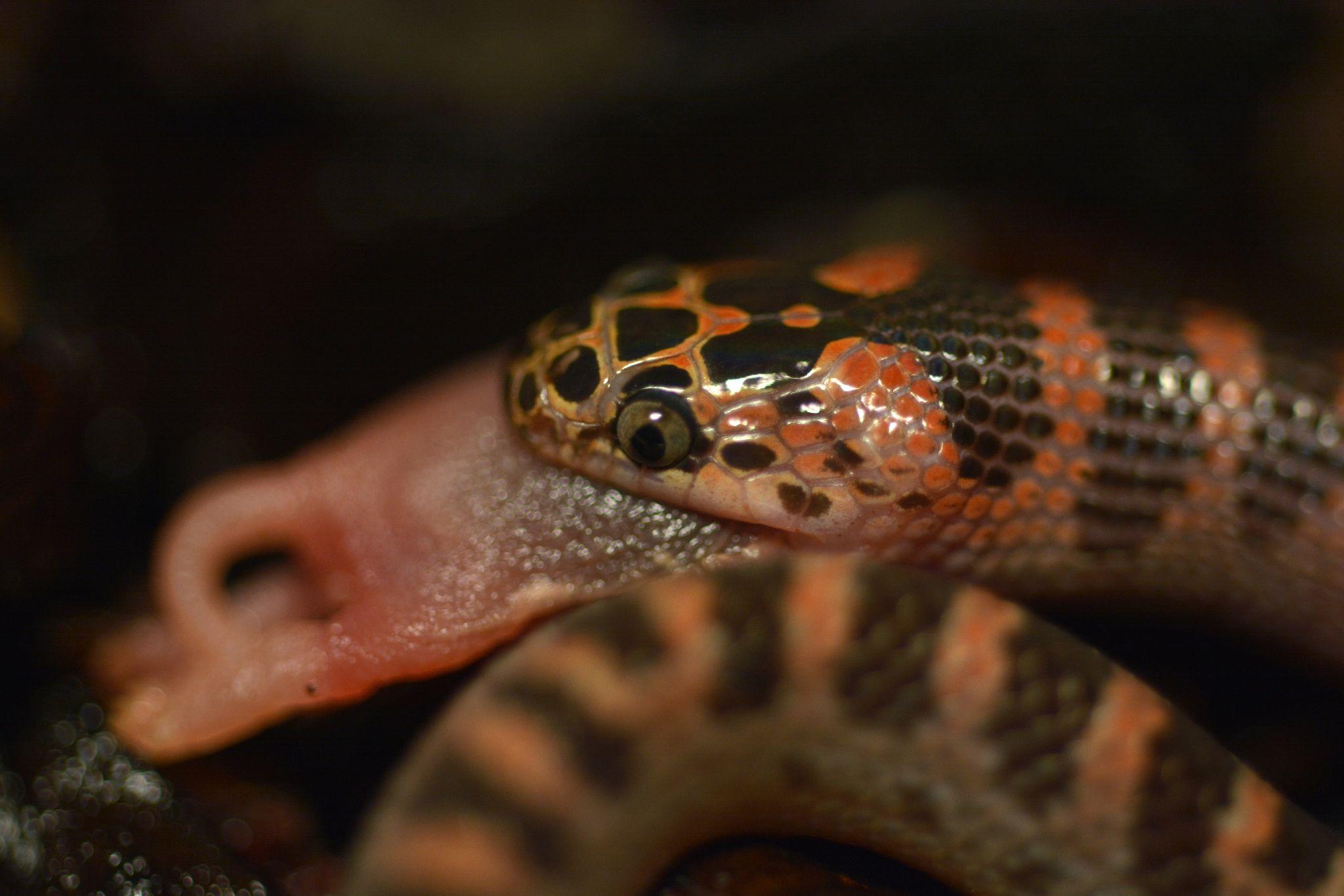 科学网—吐芯的蛇：摄于北京动物园 - 苗元华的博文