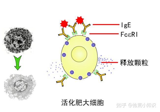 抗体与免疫球蛋白有什么区别,不同吗? - 知乎