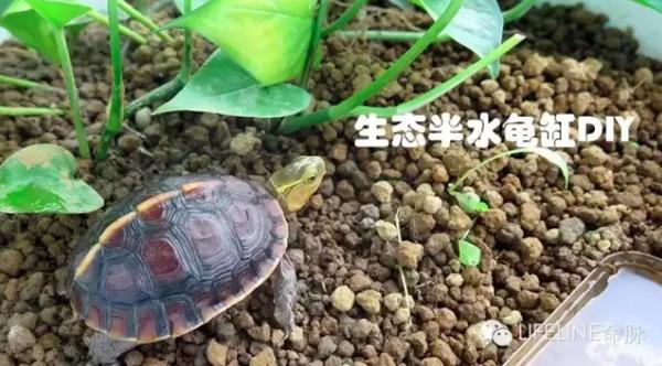 新手养龟系列·生态半水龟缸DIY - 知乎