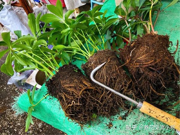 刚买回家的植物是否要换盆 如何让它们生长健康 开花旺盛 知乎