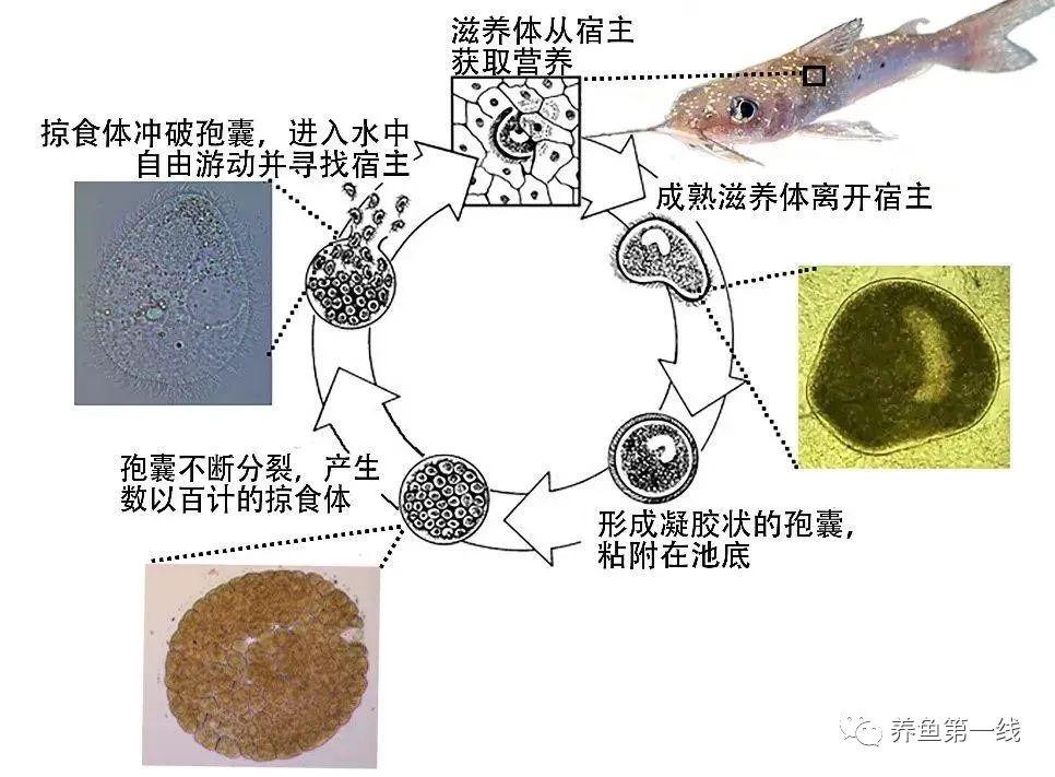 多子小瓜虫结构图图片