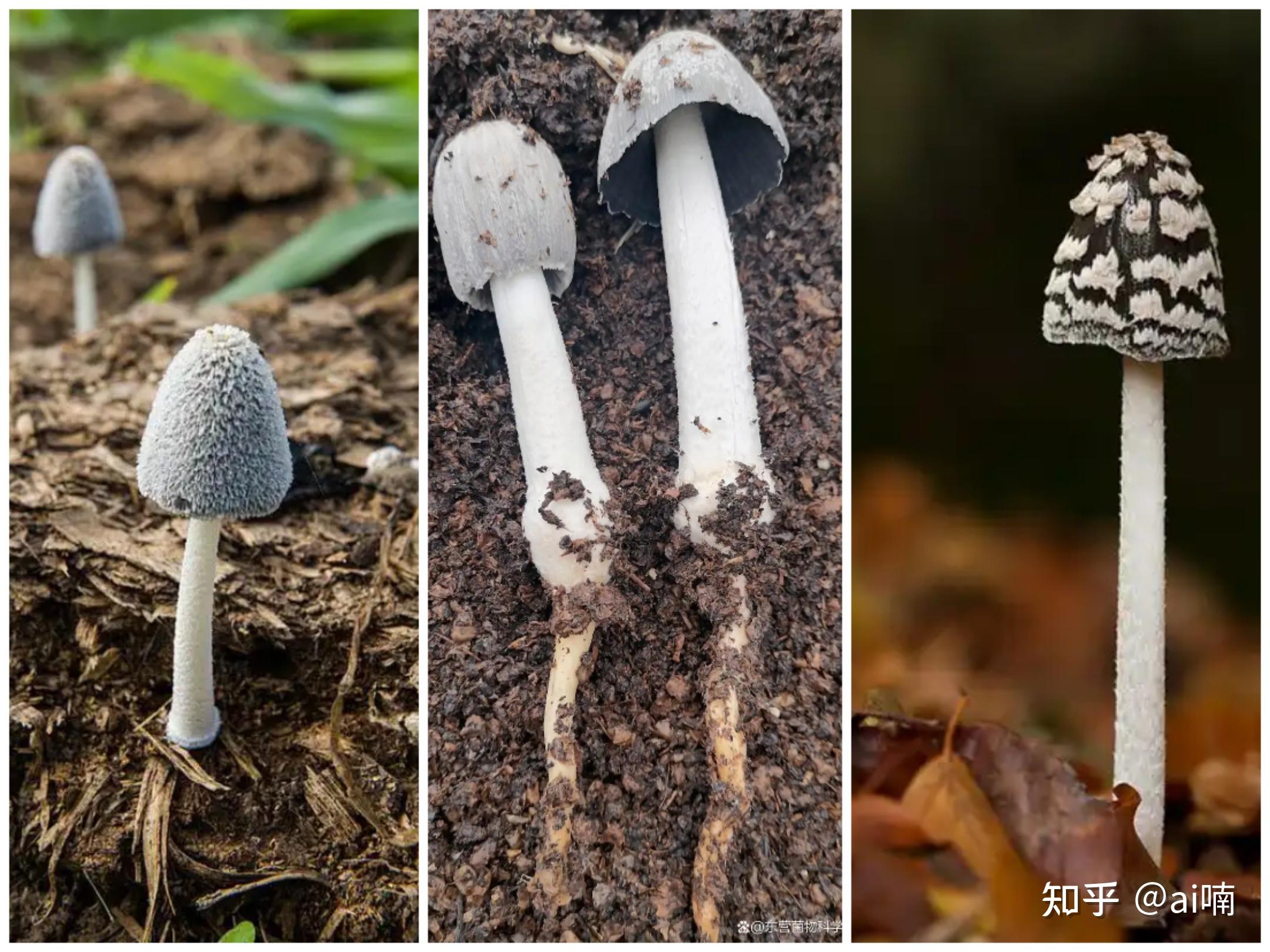 湖北一网友出门几天家里木地板长出蘑菇,专家称是「灰盖拟鬼伞」,这种菌有什么特点?室内生长对人有危害吗? - 知乎