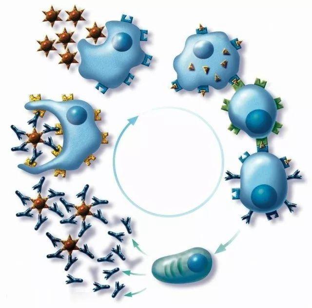 为什么会有免疫反应 v2-09e1af0792f851ace5f6977f8d233744_1440w.jpg?source=172ae18b