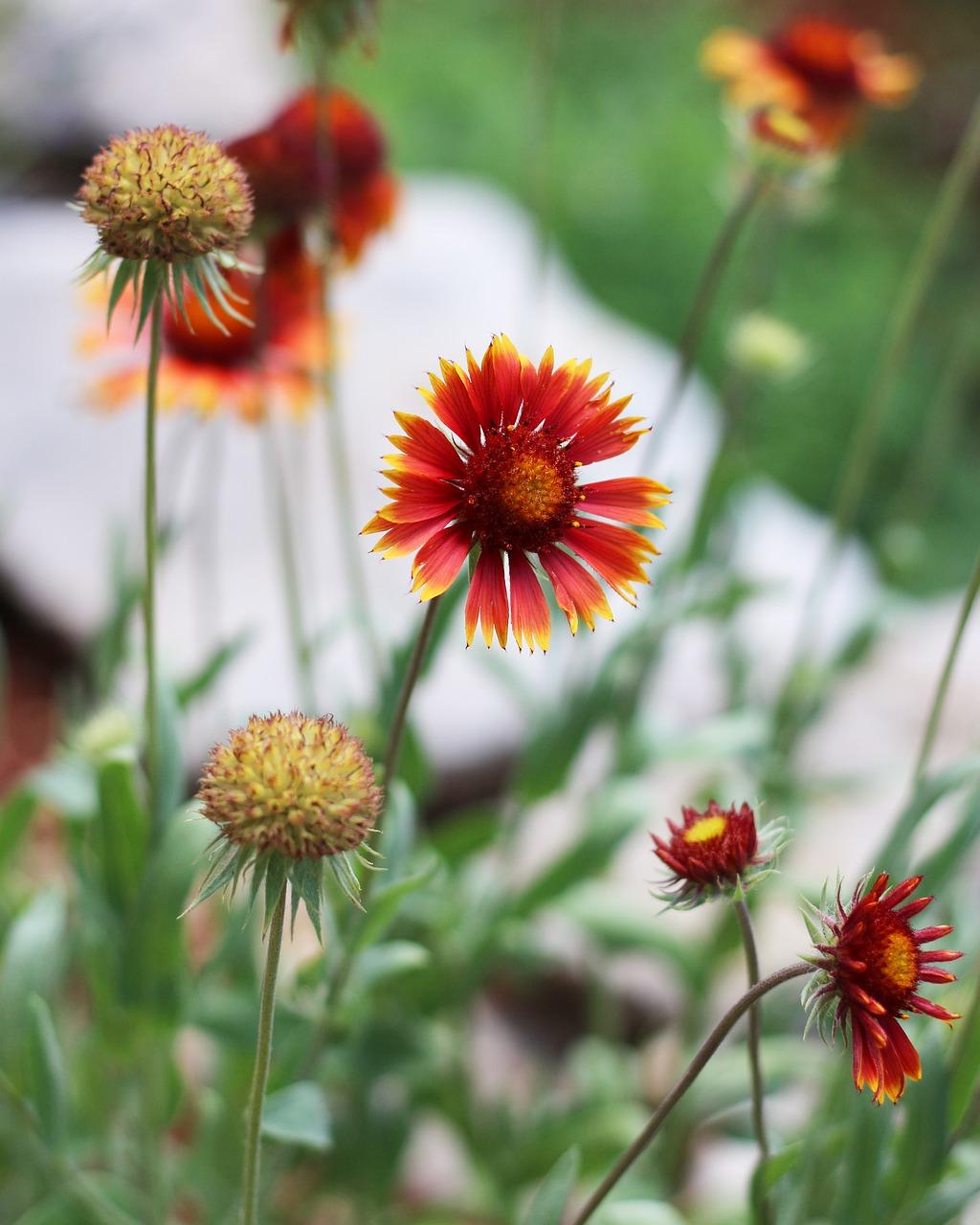 2. 紫罗兰面料特点