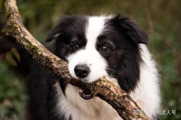 边境牧羊犬有哪些优点 咖啡色边境犬有什么优点 双偶网