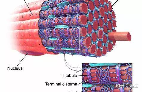 肌肉是如何运动的—你的一颦一笑都没那么简单