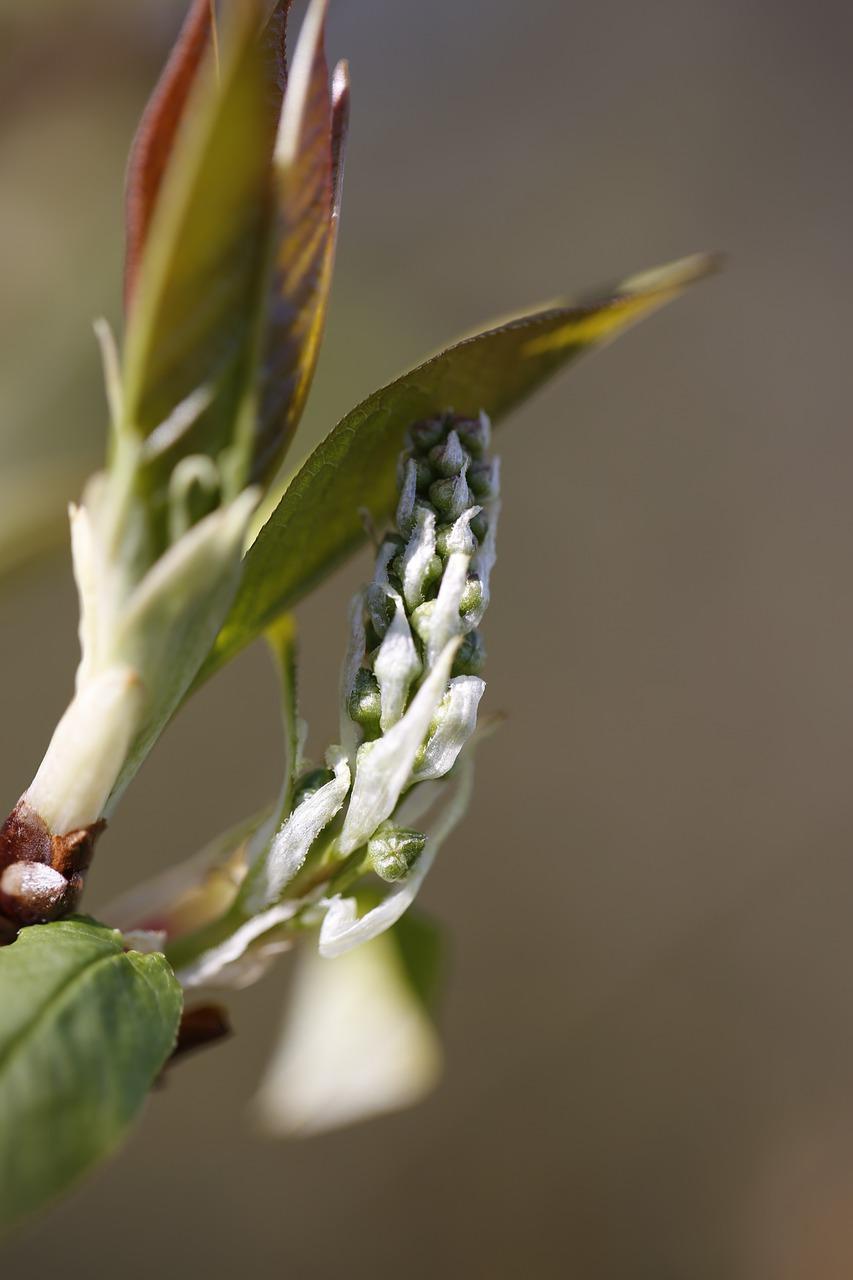 如何让枇杷核发芽