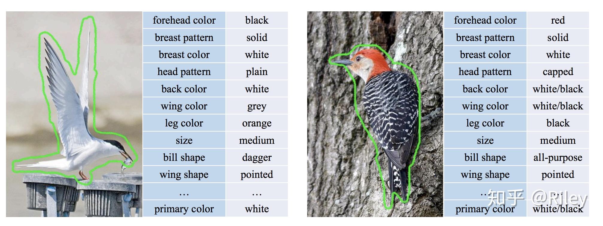 fine-grained-coarse-grained