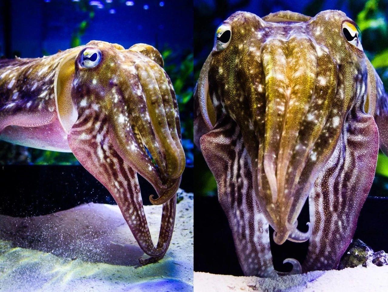 v2-09fe1b4317d534348dc2b82bd91186a1_1440w.jpg?source=172ae18b