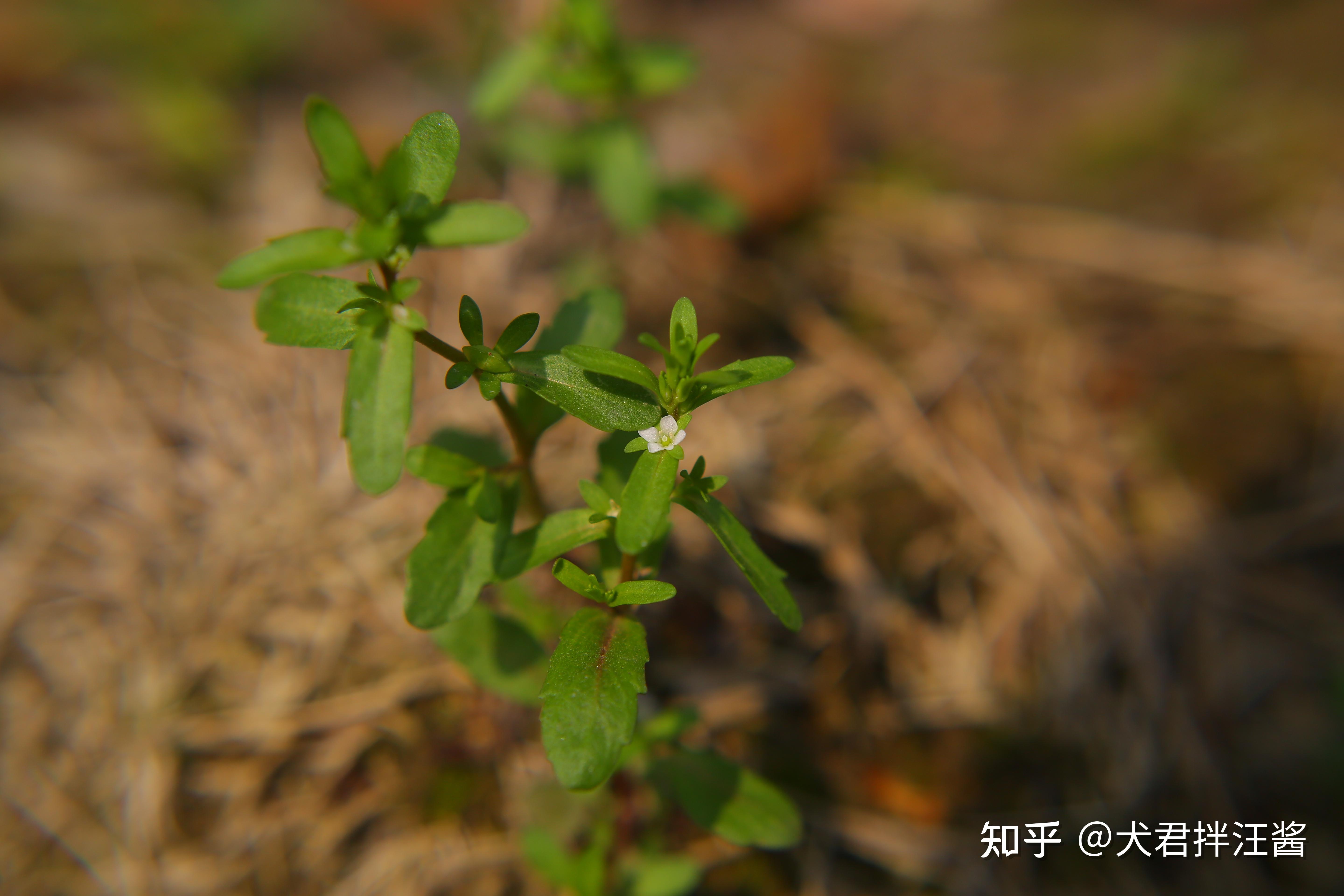 有哪些常见却叫不上名的植物? - 知乎