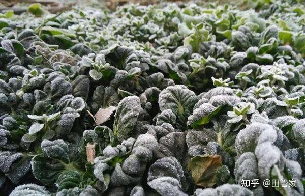 持续低温,如何提高植株抗寒性?作物受冻后如何急救? - 知乎