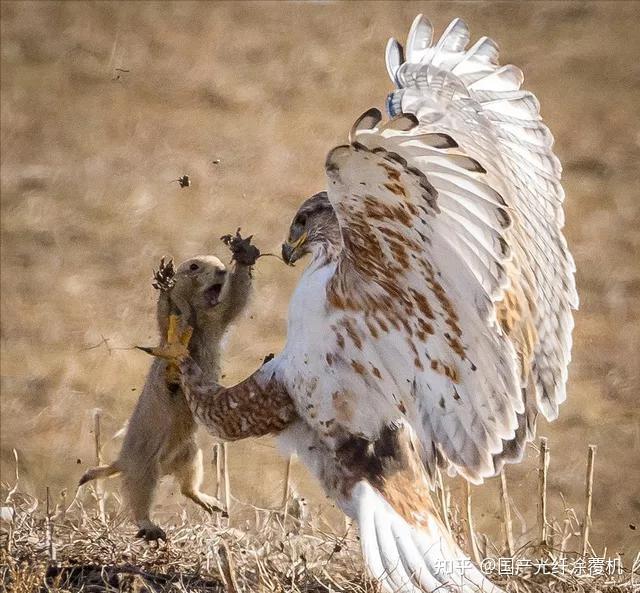 喜鹊反捕老鹰毛驴打败夜狼野生世界中来自弱者的11种致命反击