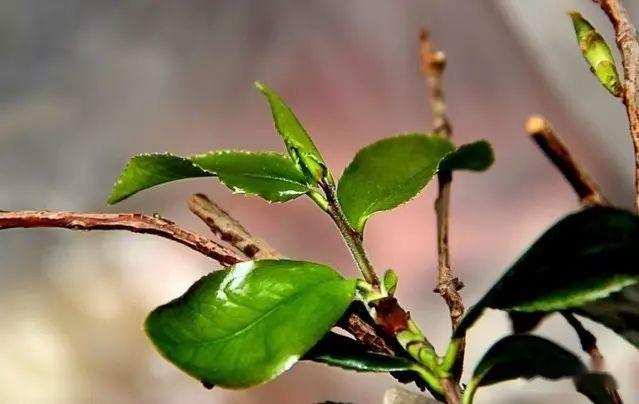 茶百科 | 茶树品种—76个茶树良种，你认识几个？ - 知乎