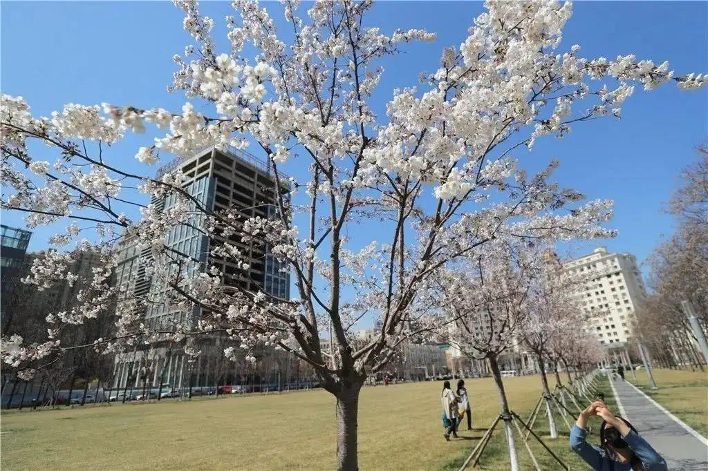 天津春游踏青好去处社会山樱花大道旅游指南低音号免费语音导游