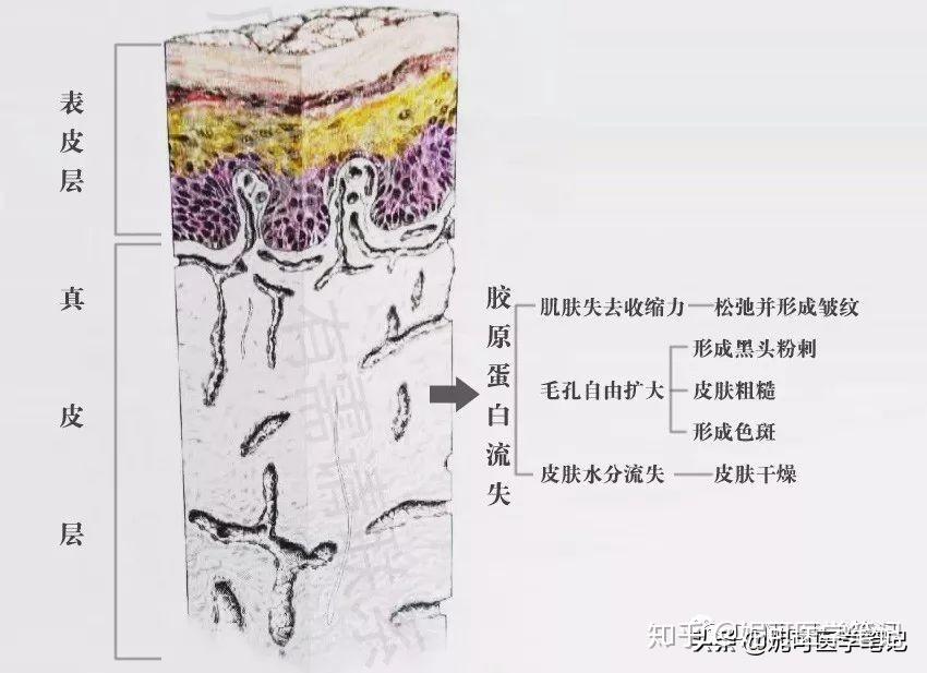 學習分享12肌膚瑩澤透亮的奧秘如何更好補水鎖水