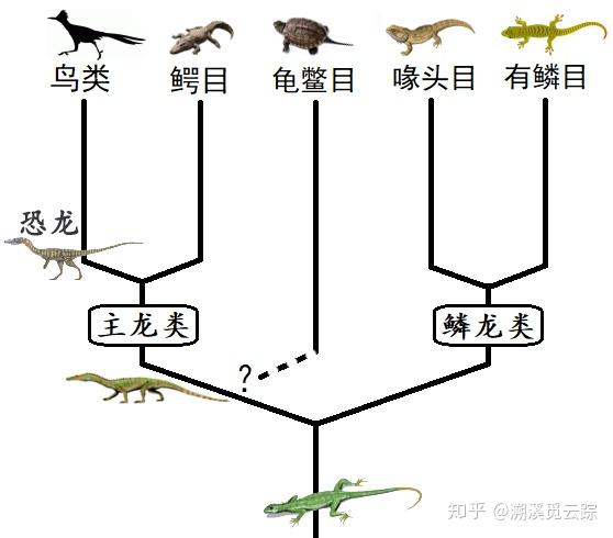 恐龙变鸟的演变过程图图片