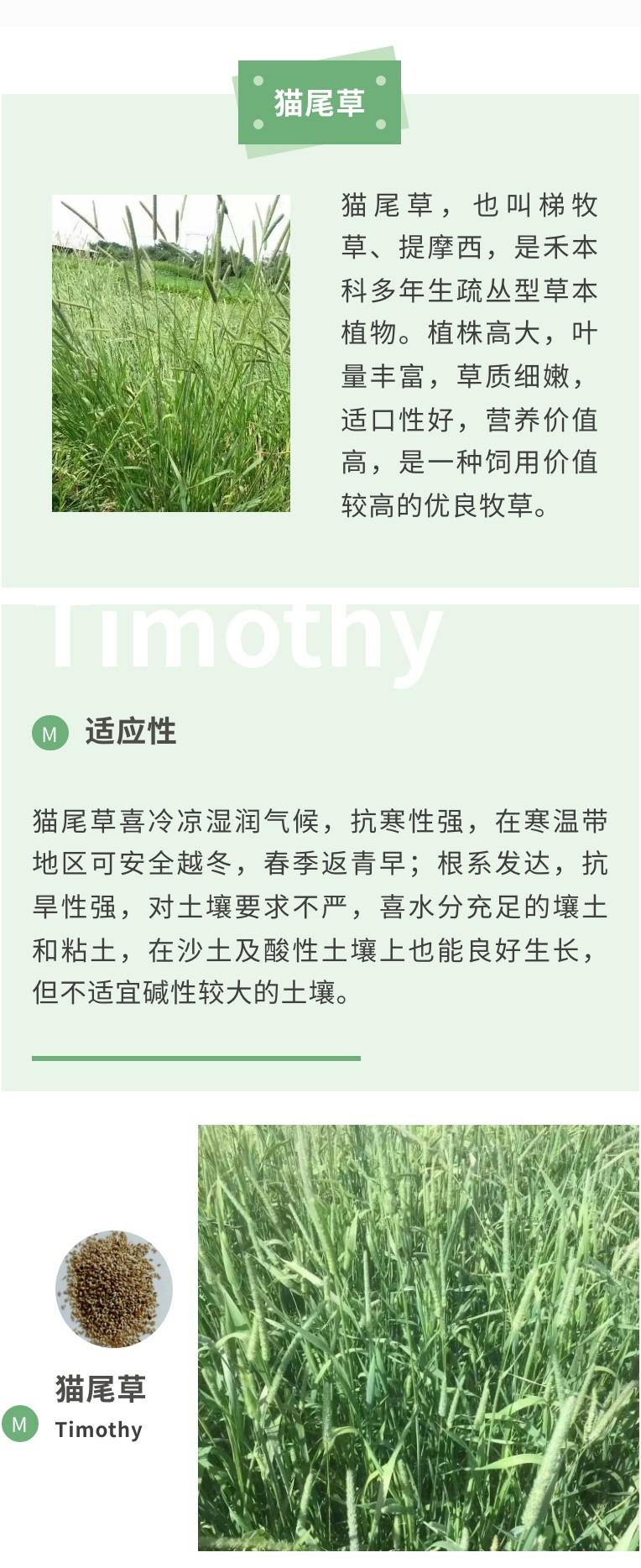 猫尾草(梯牧草)